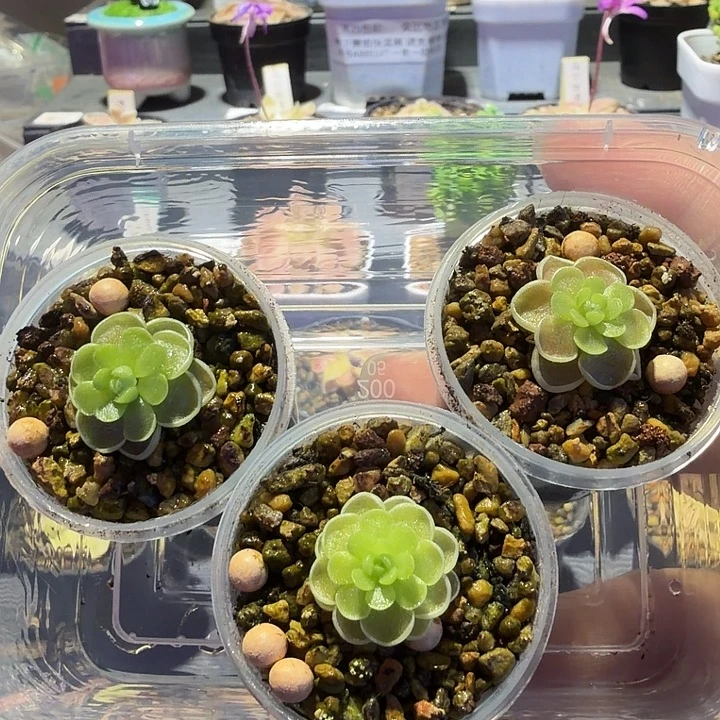 无花朵捕虫堇脱土发爱丝88148