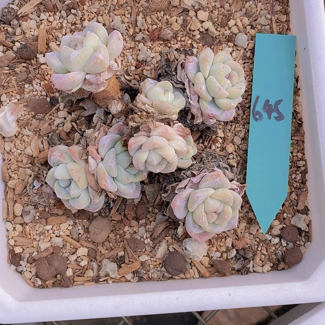 飞*645多肉植物老桩