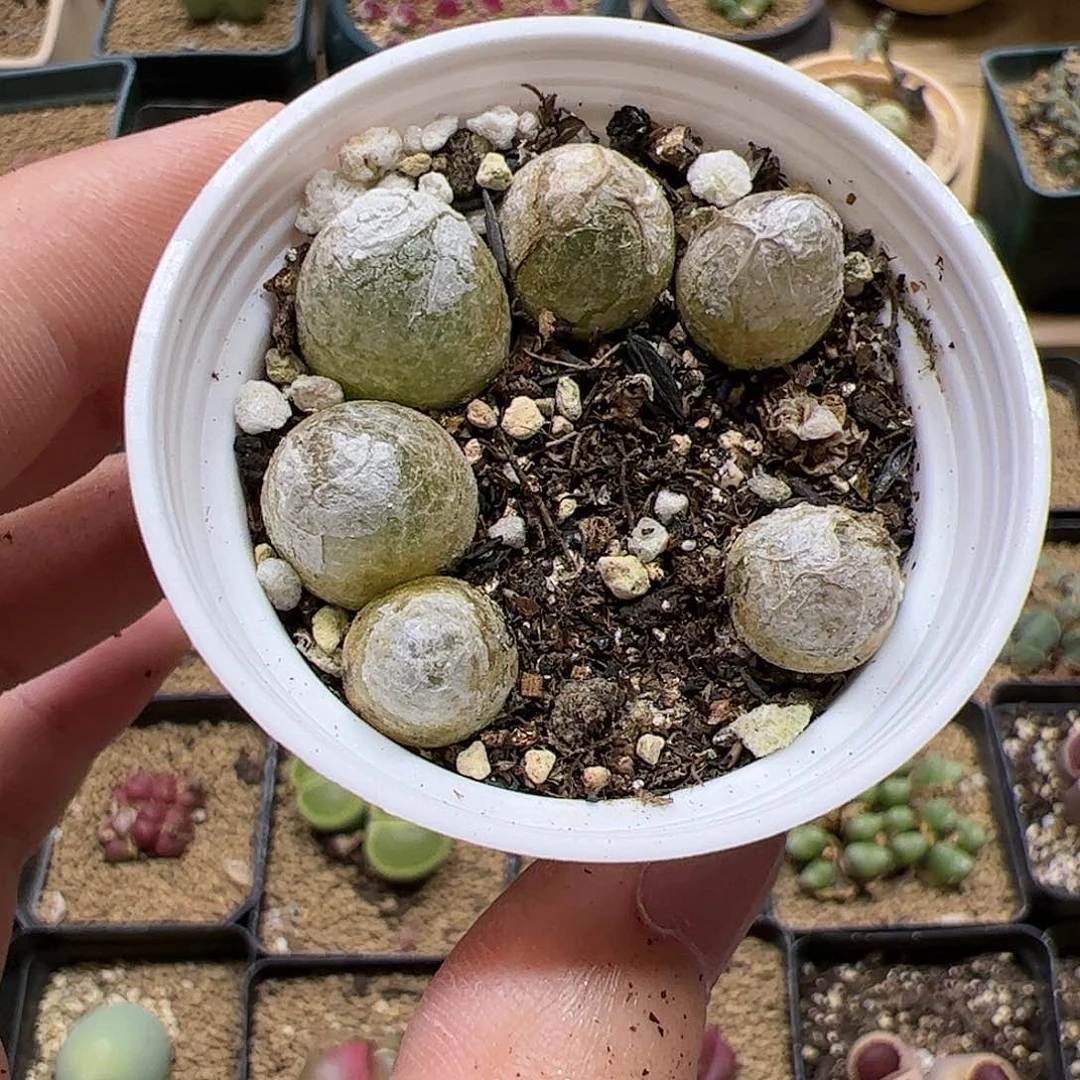【闪购商品】307 灯泡