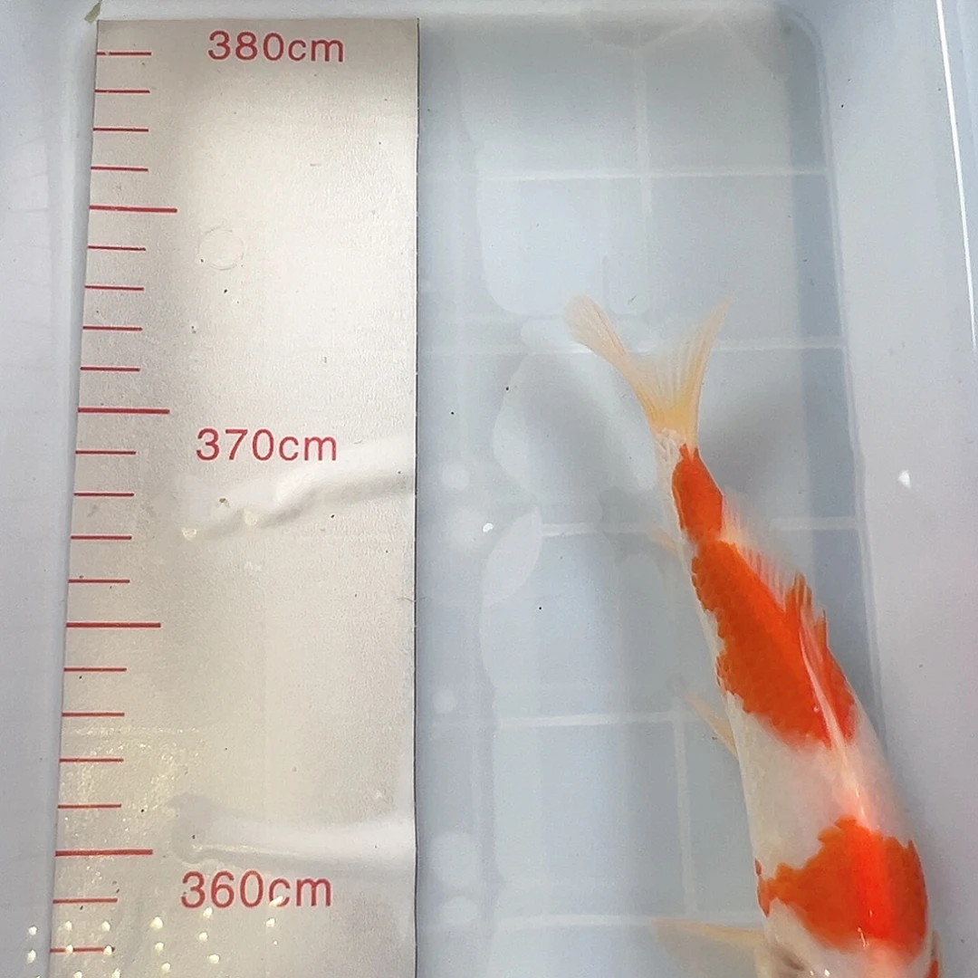 锦鲤鑫泓锦鲤养殖