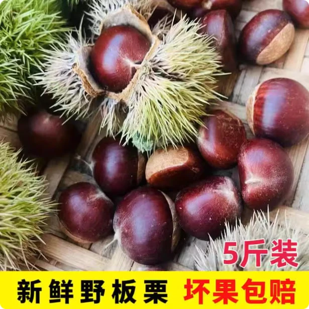 贵州特产当季现摘新鲜水果生板栗油锥迁西野小毛栗子带壳包邮