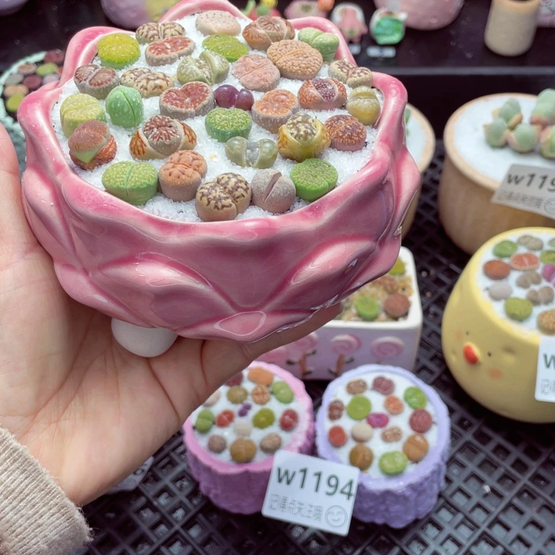 w1199 带盆土发货一物一拍