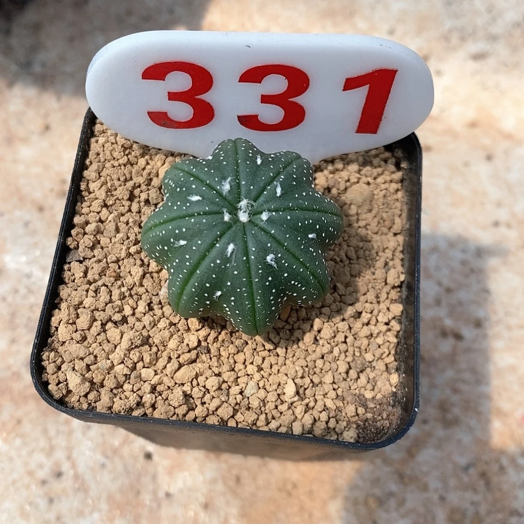 S***6331海星兜系列产品