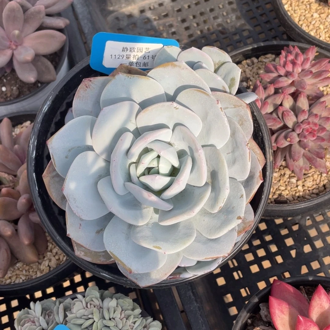 1129-61-奶茶福利一颗