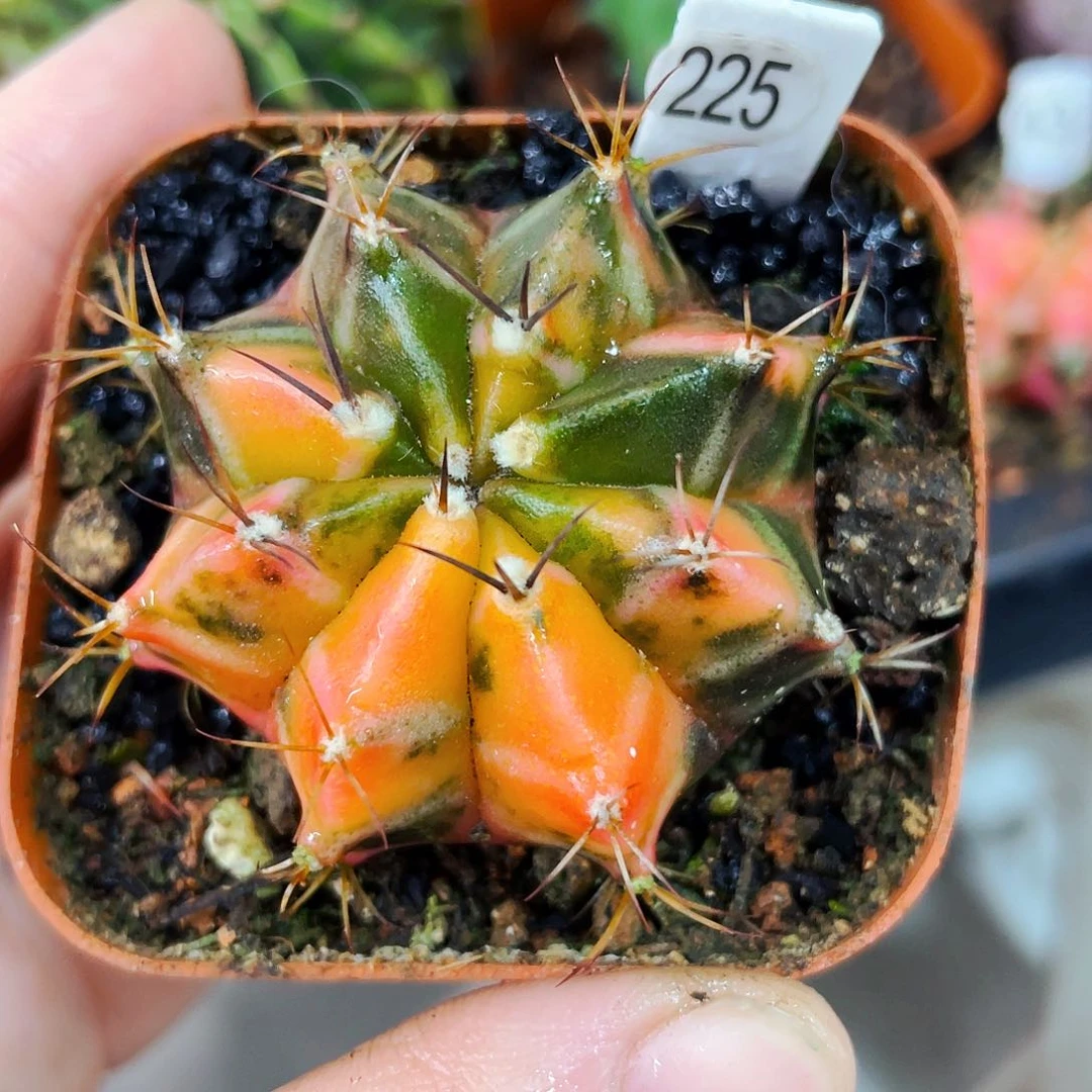 非偏远地区满25包邮仙人球