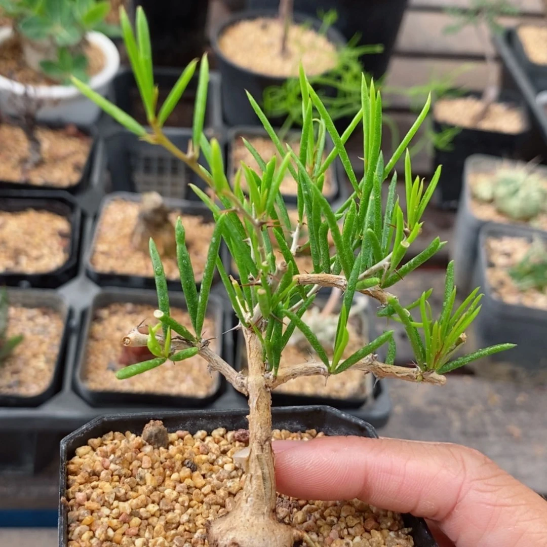 【闪购商品】卧野龙