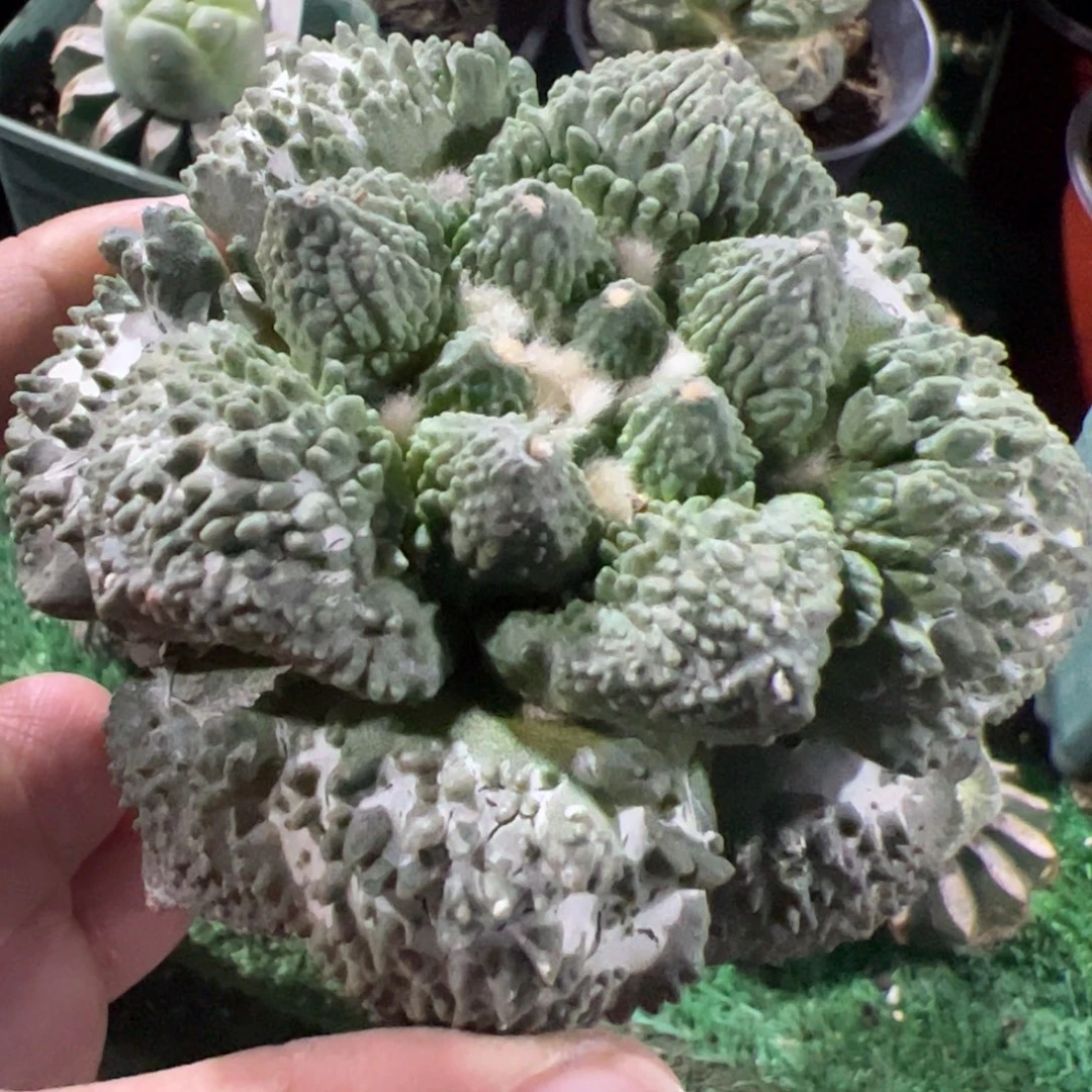 大尤怒涛牡丹938