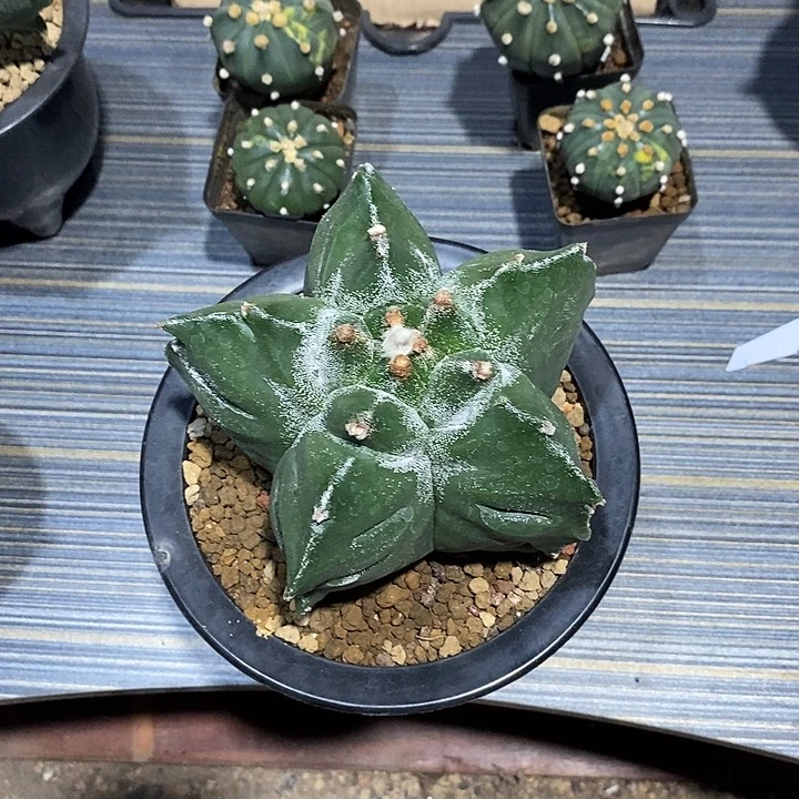 尘***人鸾凤玉实生脱土发货