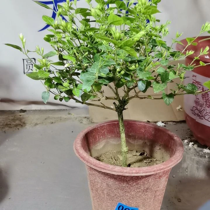 大部分花苞少量开放秋*