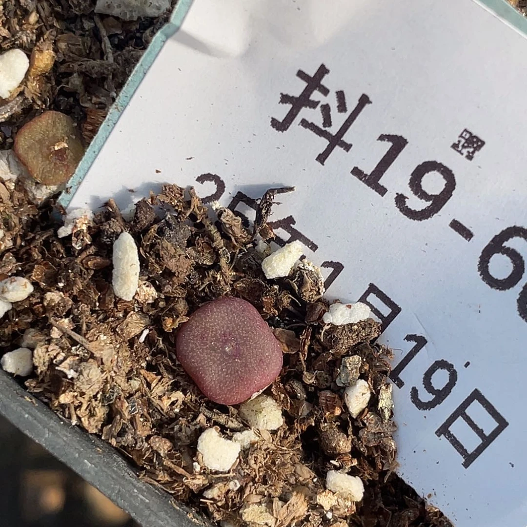 19-60方碗多肉植物