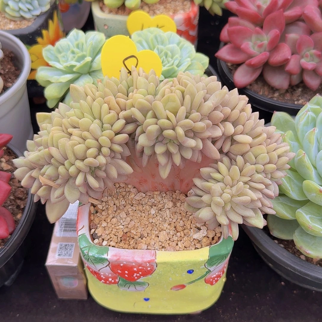 桃花源缀多肉一物一拍