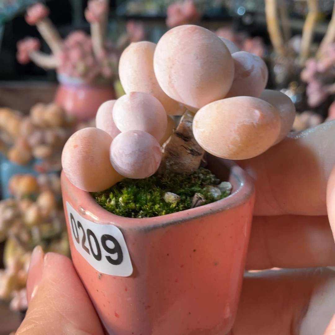 N****多肉植物的生长发育和生长