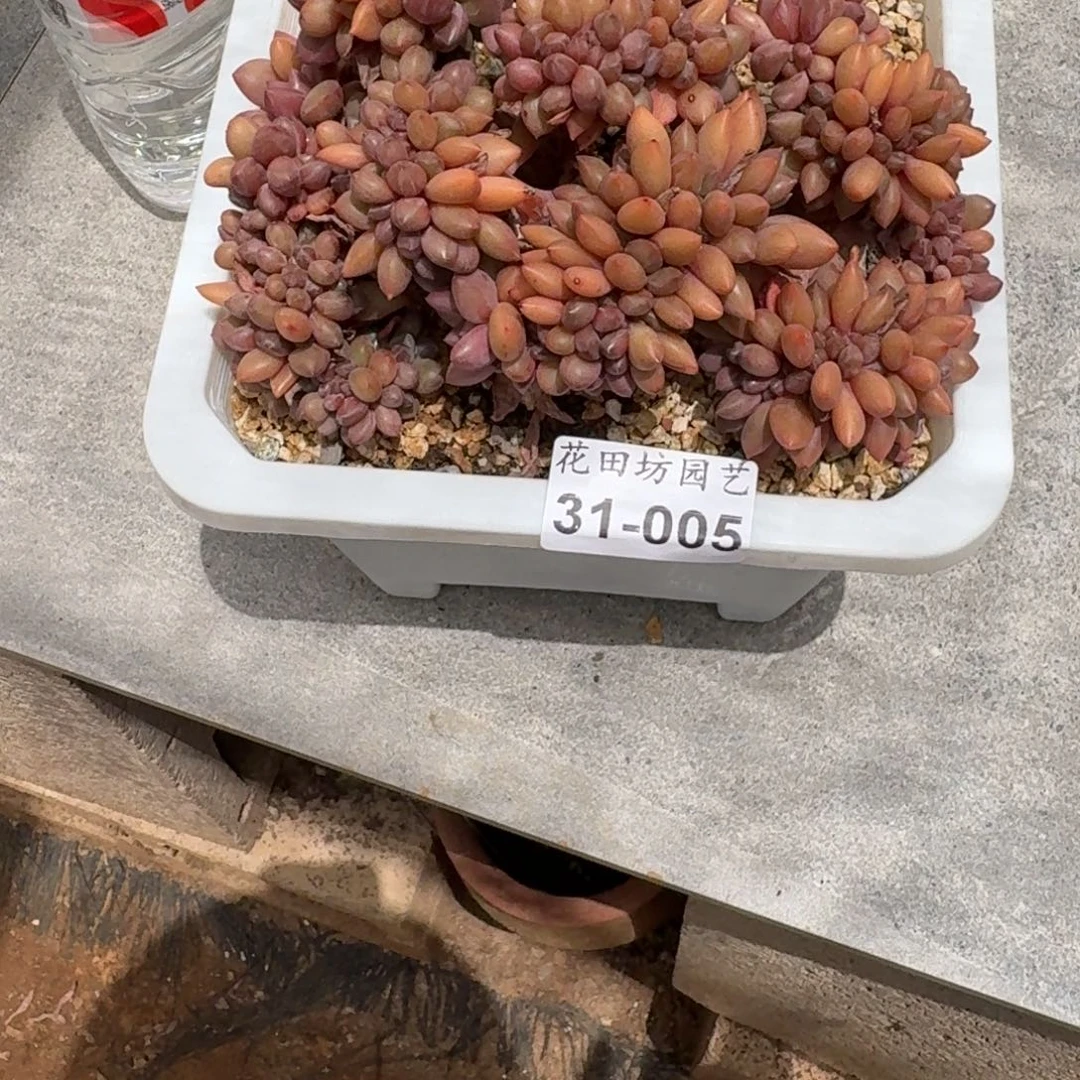 熙***熈31.005桃花源缀化瑕