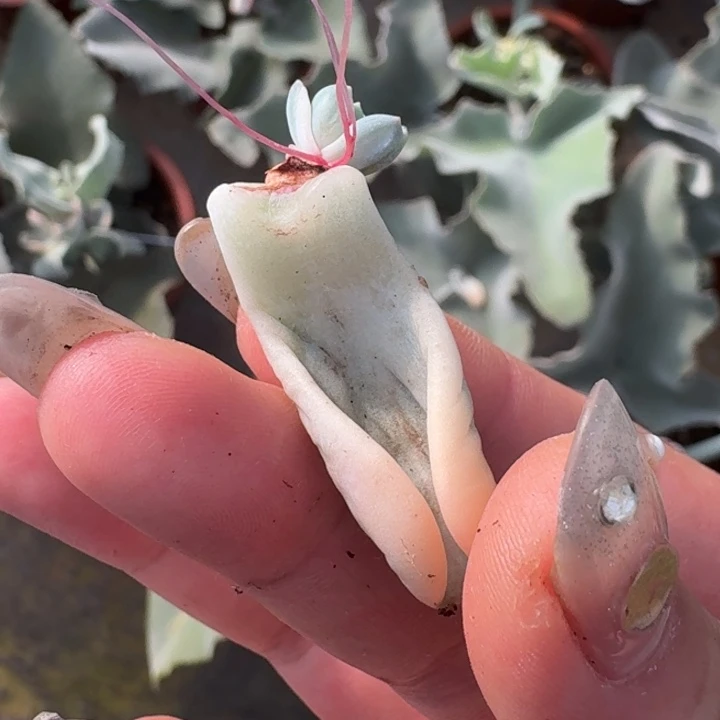 美尻叶片一物一拍