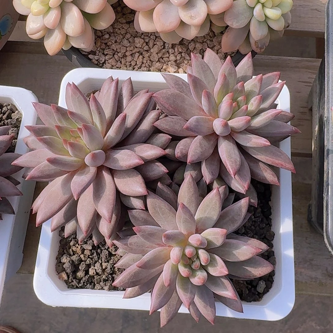 虞美人多肉一物一拍