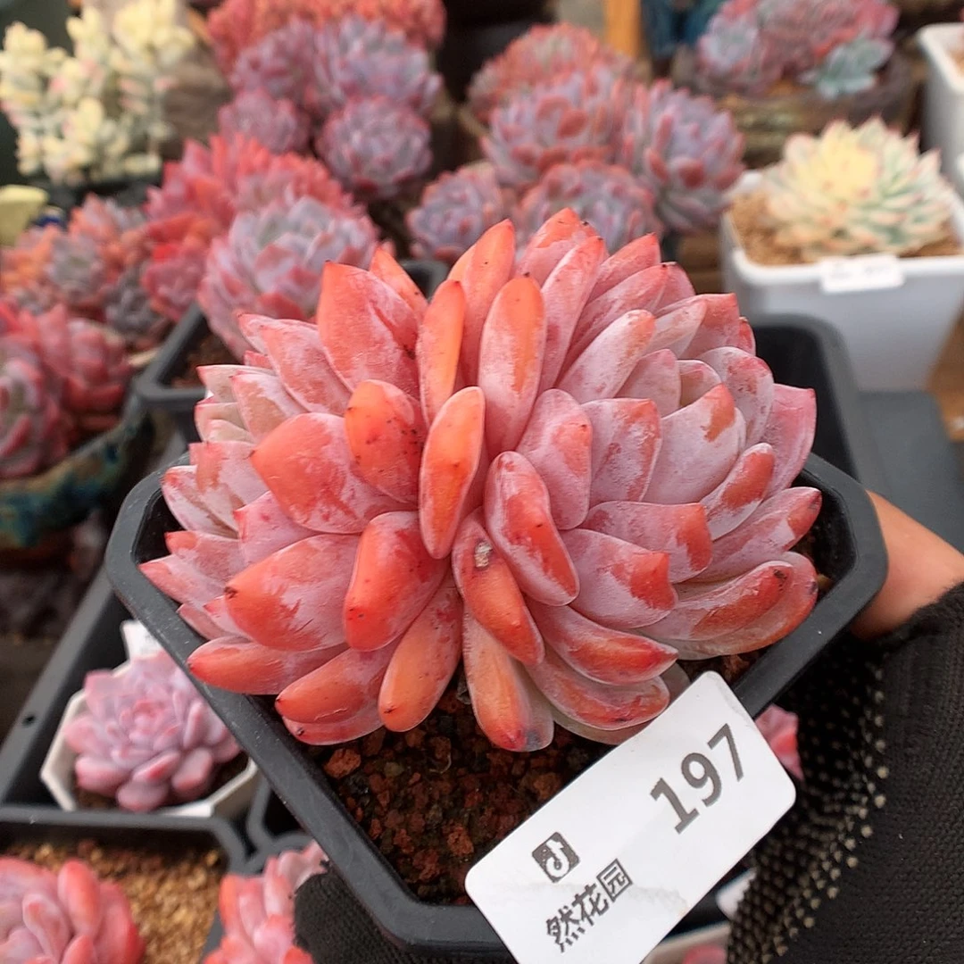 197雪天使多肉植物6666