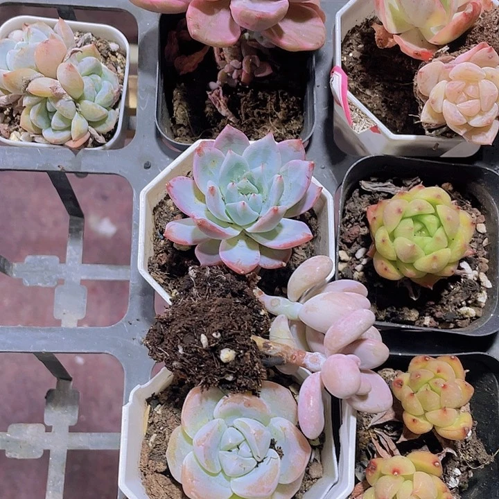 小***姐精品福利2号多肉植物