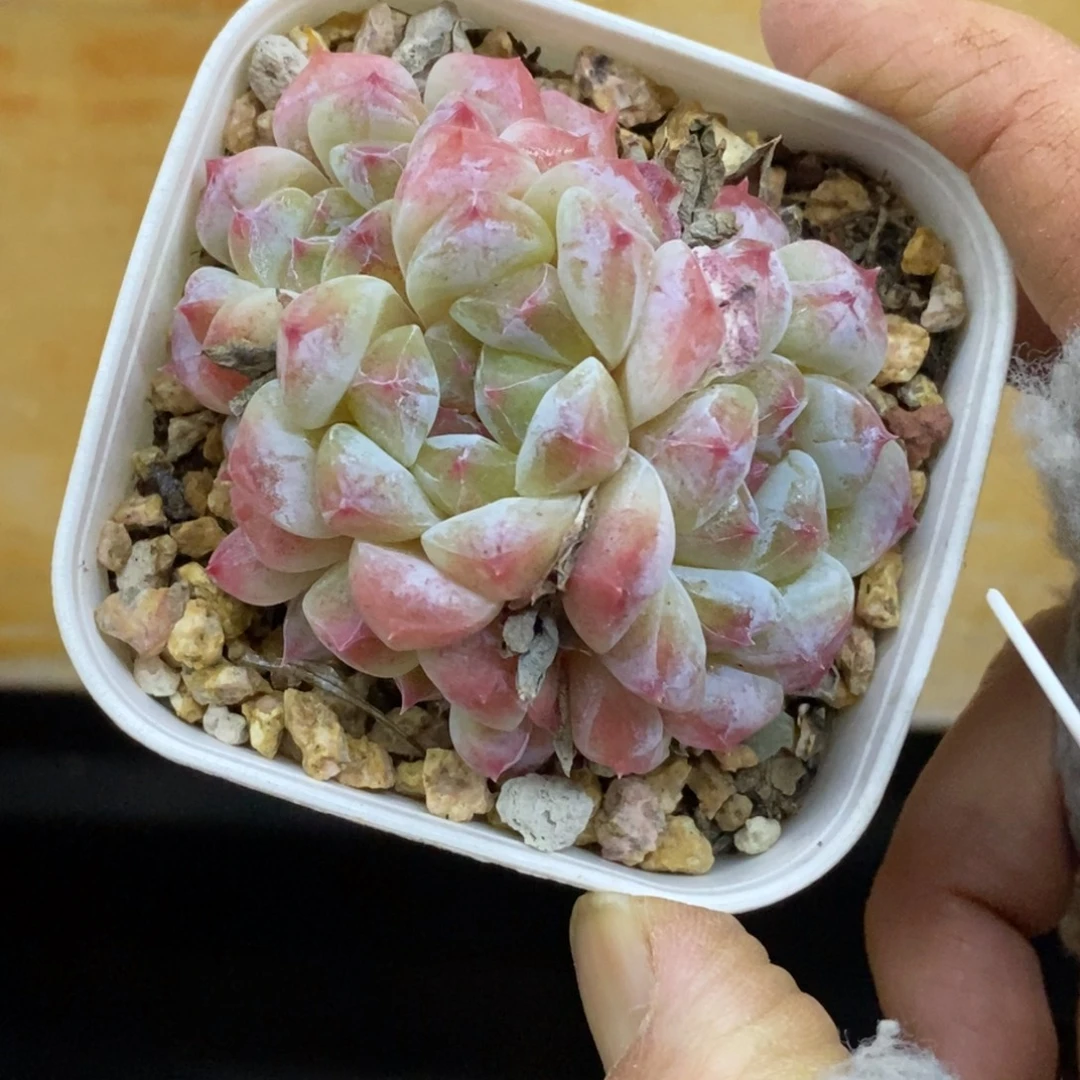 精品多肉一物拍不包整433