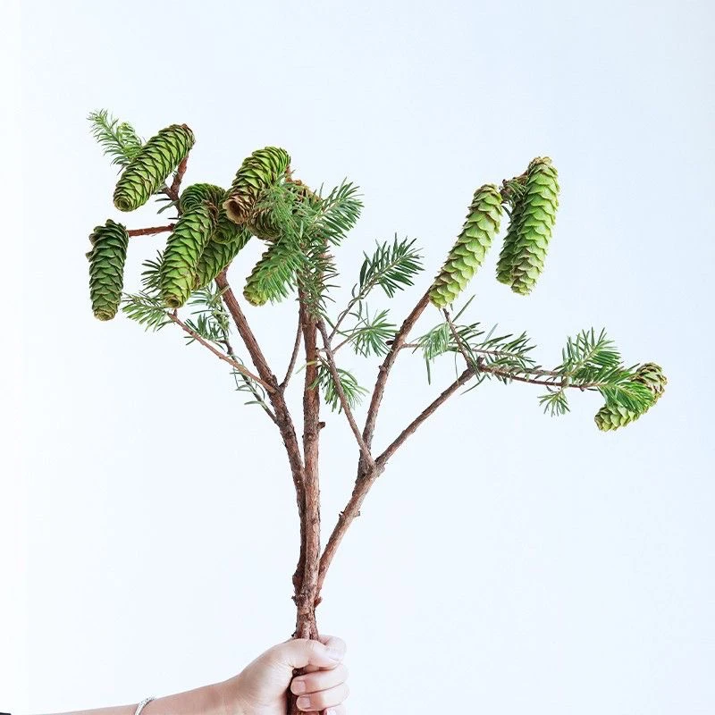 （松塔鲜花）罗汉松果子鲜切花可做干花干养水养都可以好看