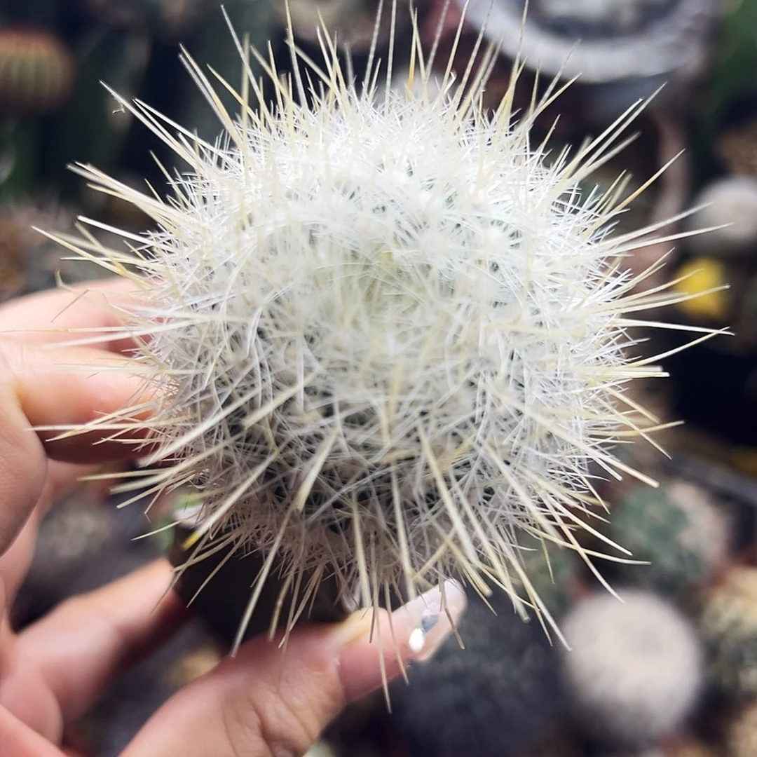 白太丸仙人球666666666666