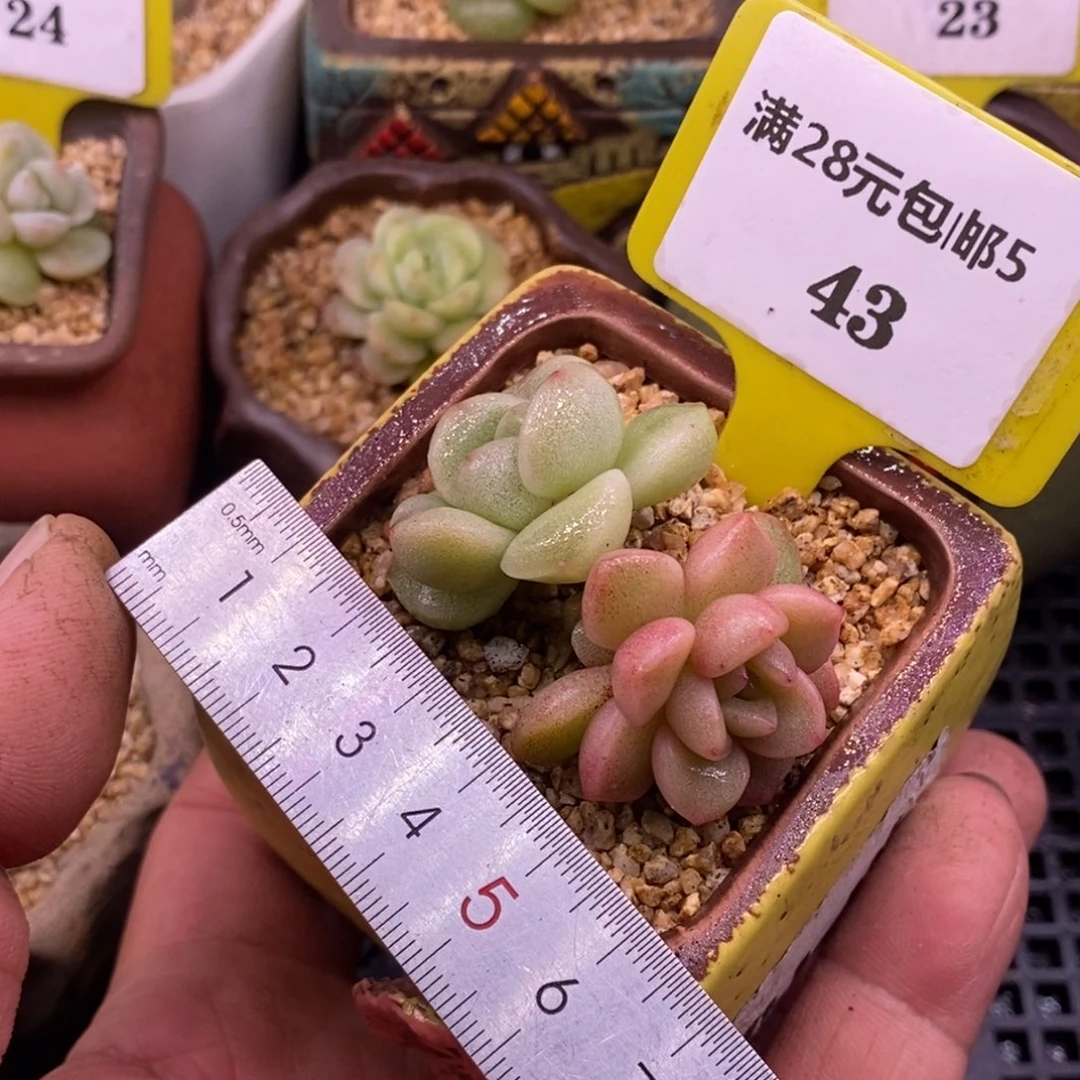 543冰玉石化sad带锦……