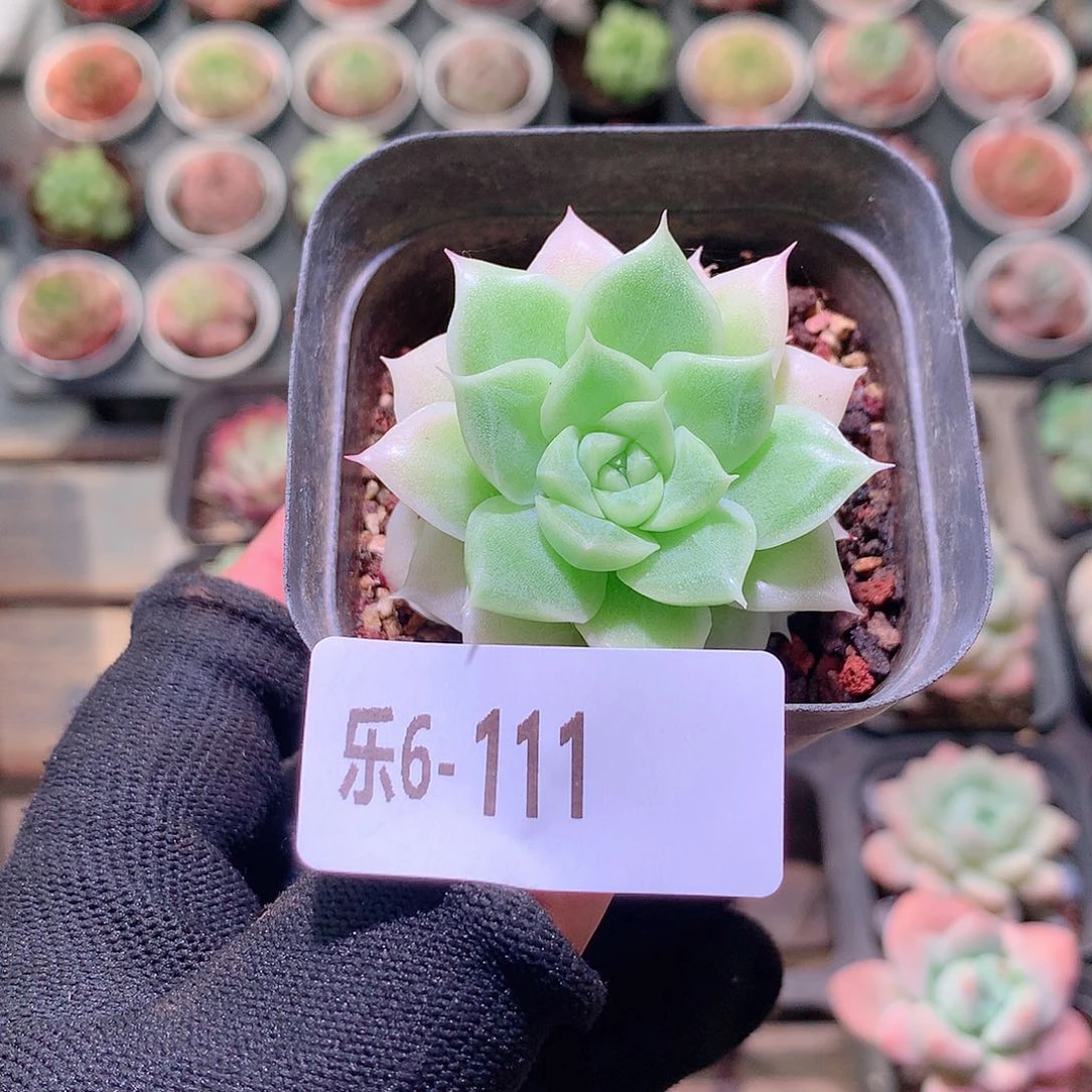 乐然6-111 麦秆单头