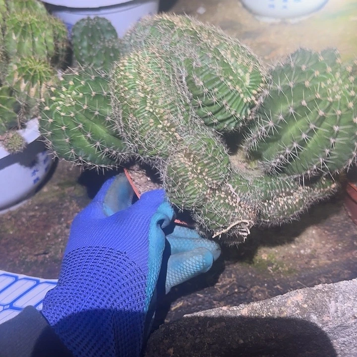 ****全部花朵彩草哈哈哈哈哈哈哈