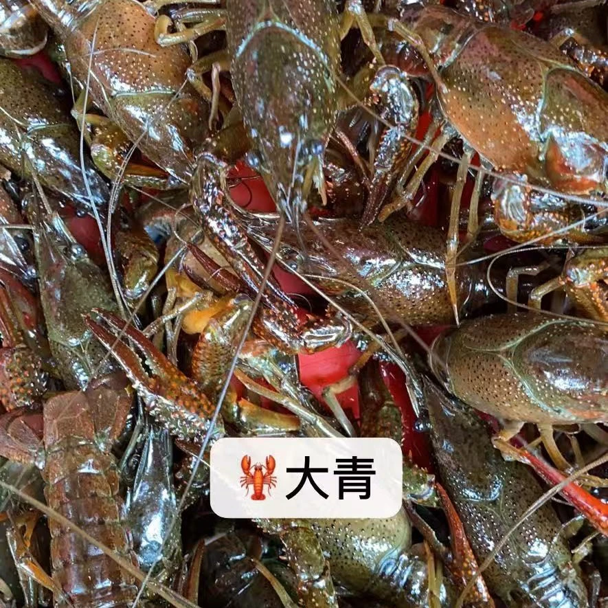 小龙虾清水龙虾大青789钱500g