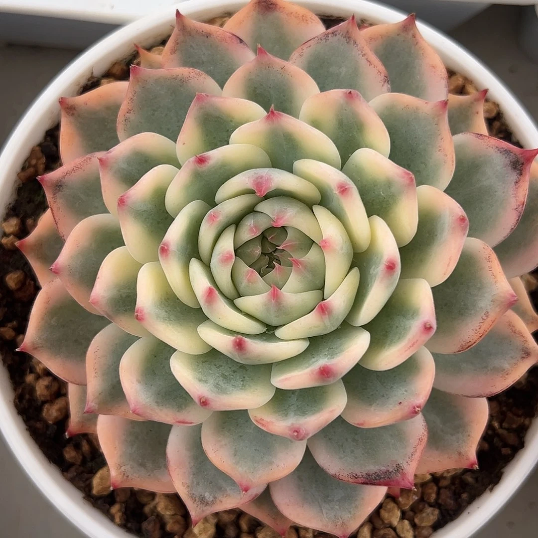 吉娃娃锦多肉植物