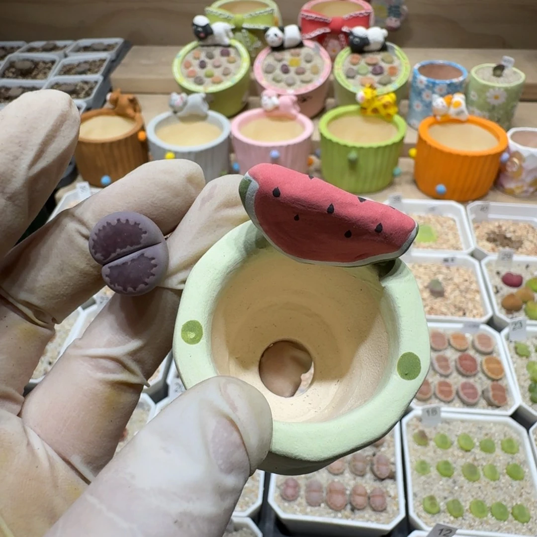 馨***️0613-55生石花花花花