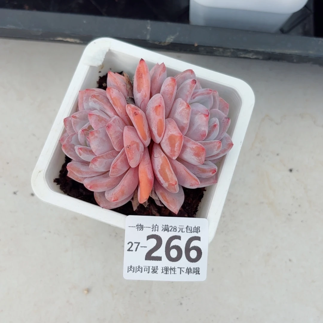 橙梦露无盆土发货无盆