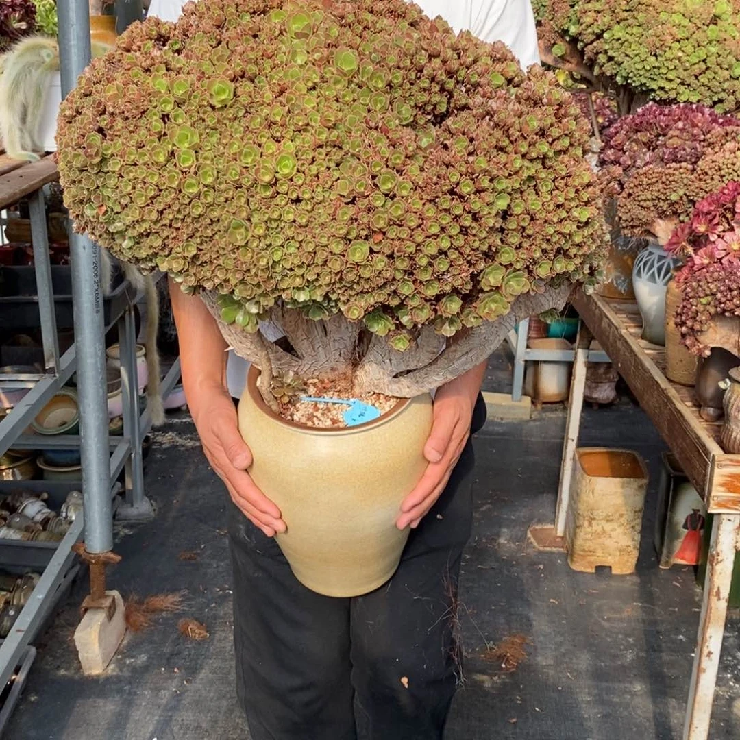 韩货红玫瑰朵朵缀不带盆土