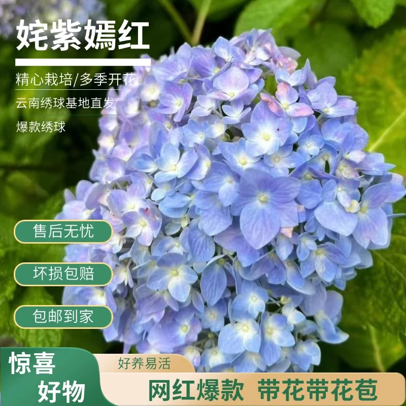 【姹紫嫣红】蓝紫色绣球花 带花带花苞 爆销热款老桩包邮 基地直发
