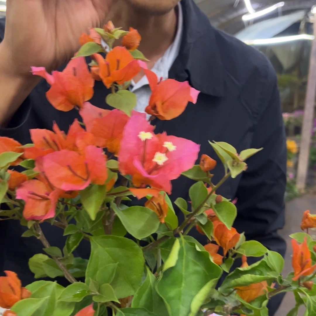 完全开放(唐三彩)三角梅会落花落叶会光杆苗有大有小
