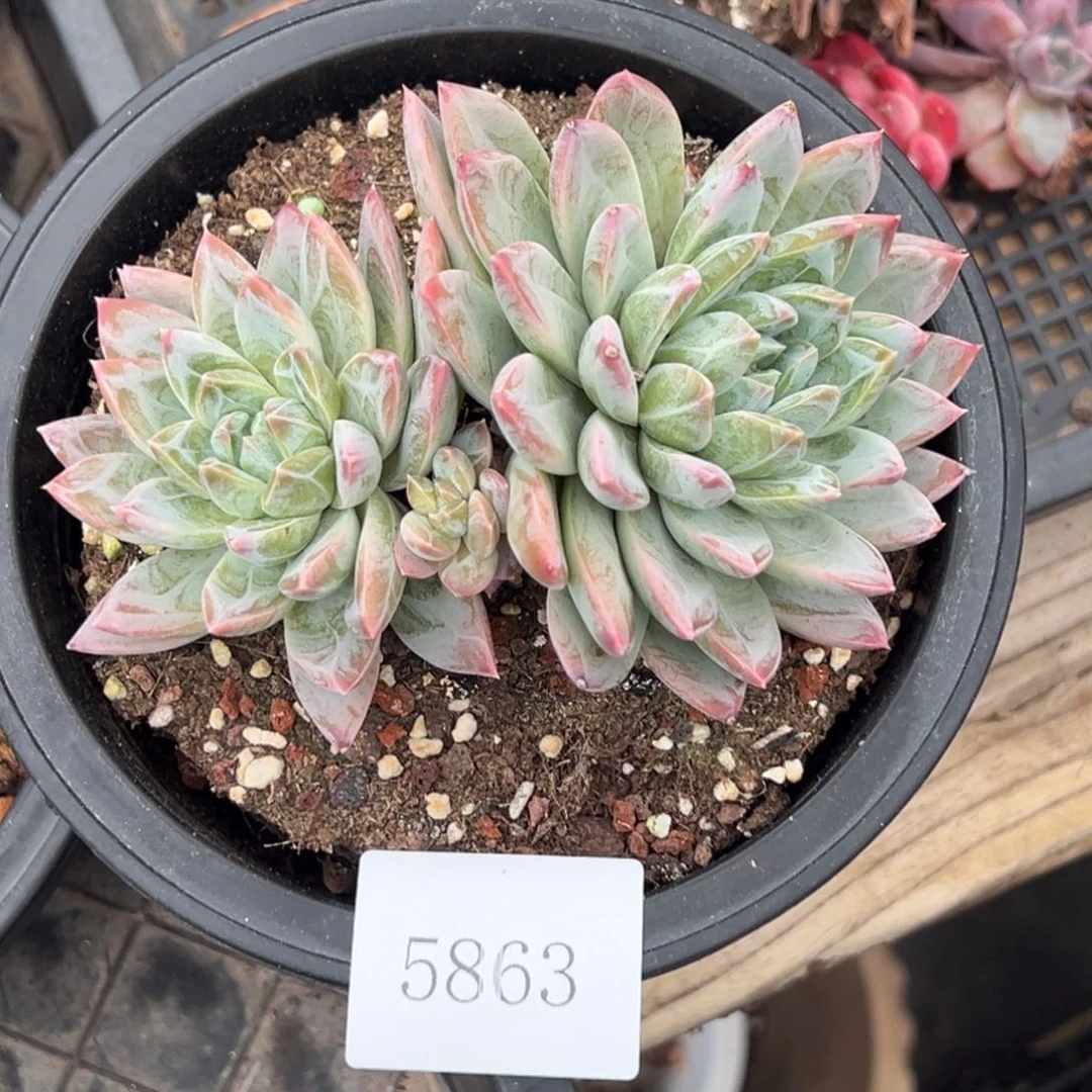 顺****神5863多肉多多多多多多