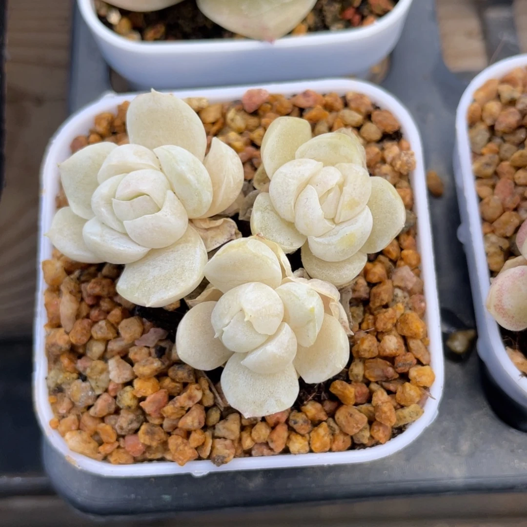 优选飘枝女王石化1272