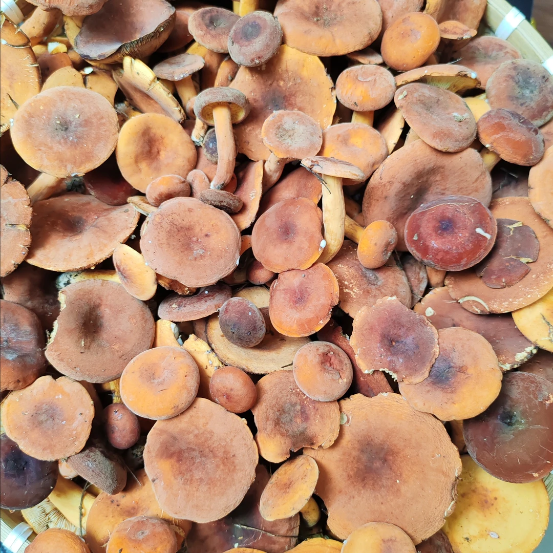 贵州深山野生奶浆菌新鲜顺丰包邮