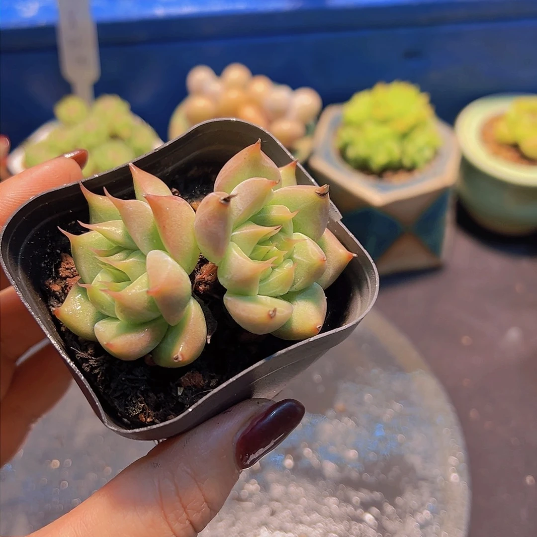 好****子新品美人，多肉植物，