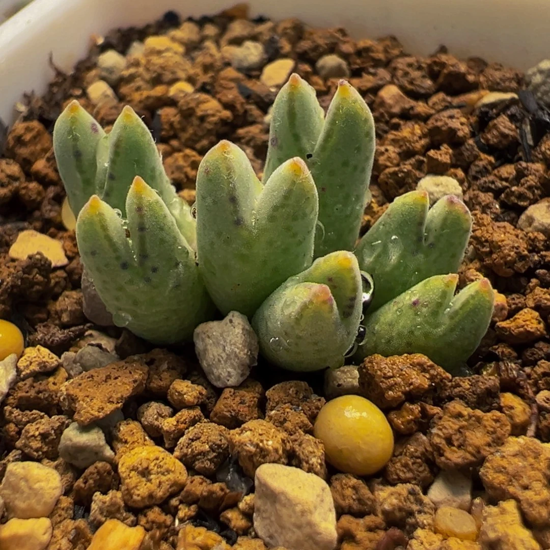 猪蹄多肉植物盆栽栽培