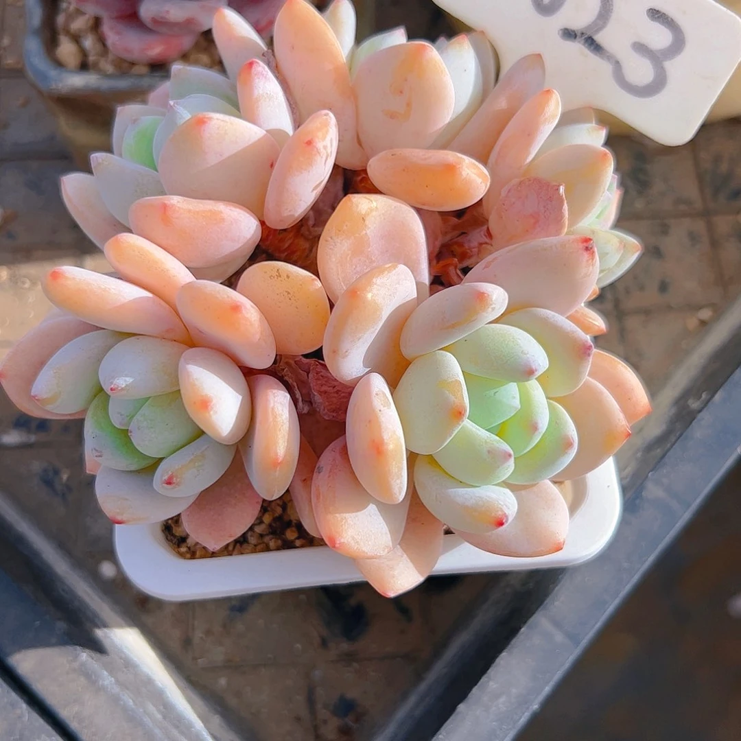 清***蟹冷香5023号一物一拍