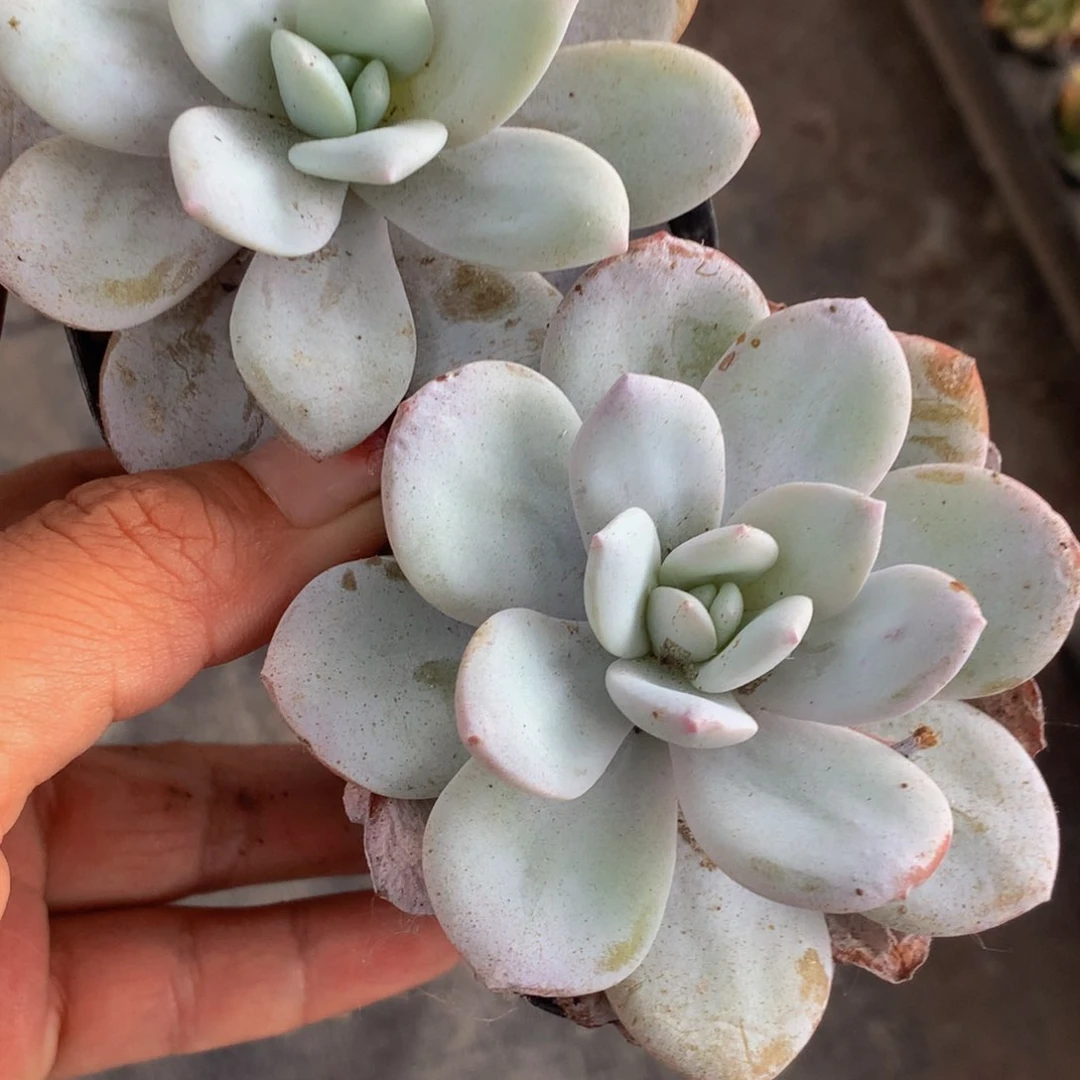 雪莲  （满9.99包邮不满9.99发叶子）