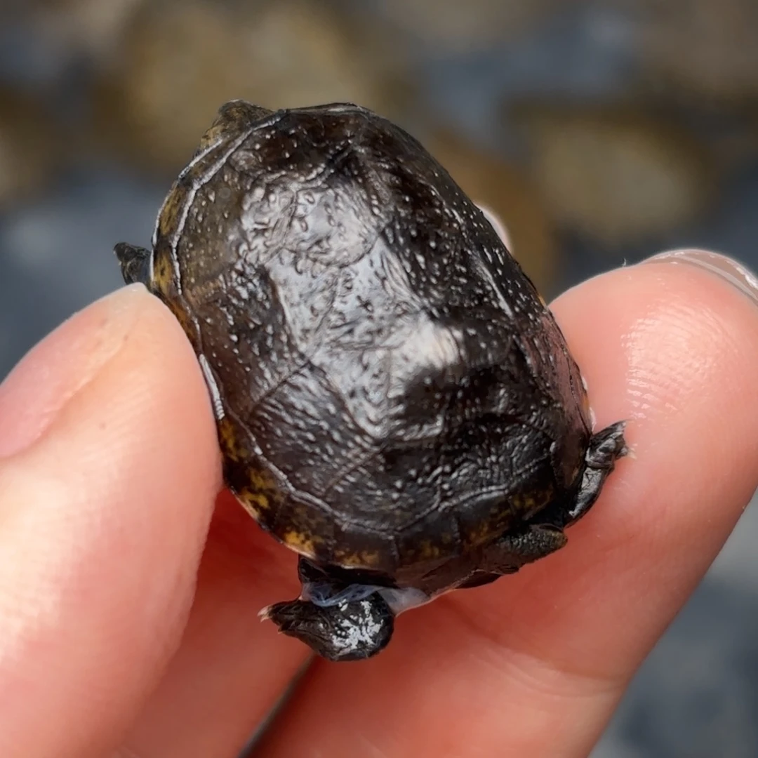 宠物龟不分公母畸形红面