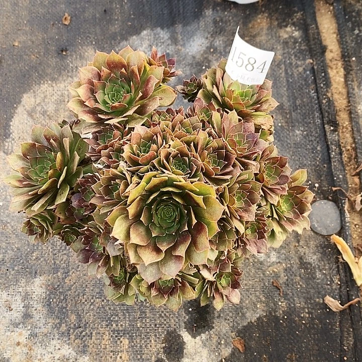 1584红魔多肉处理无售后