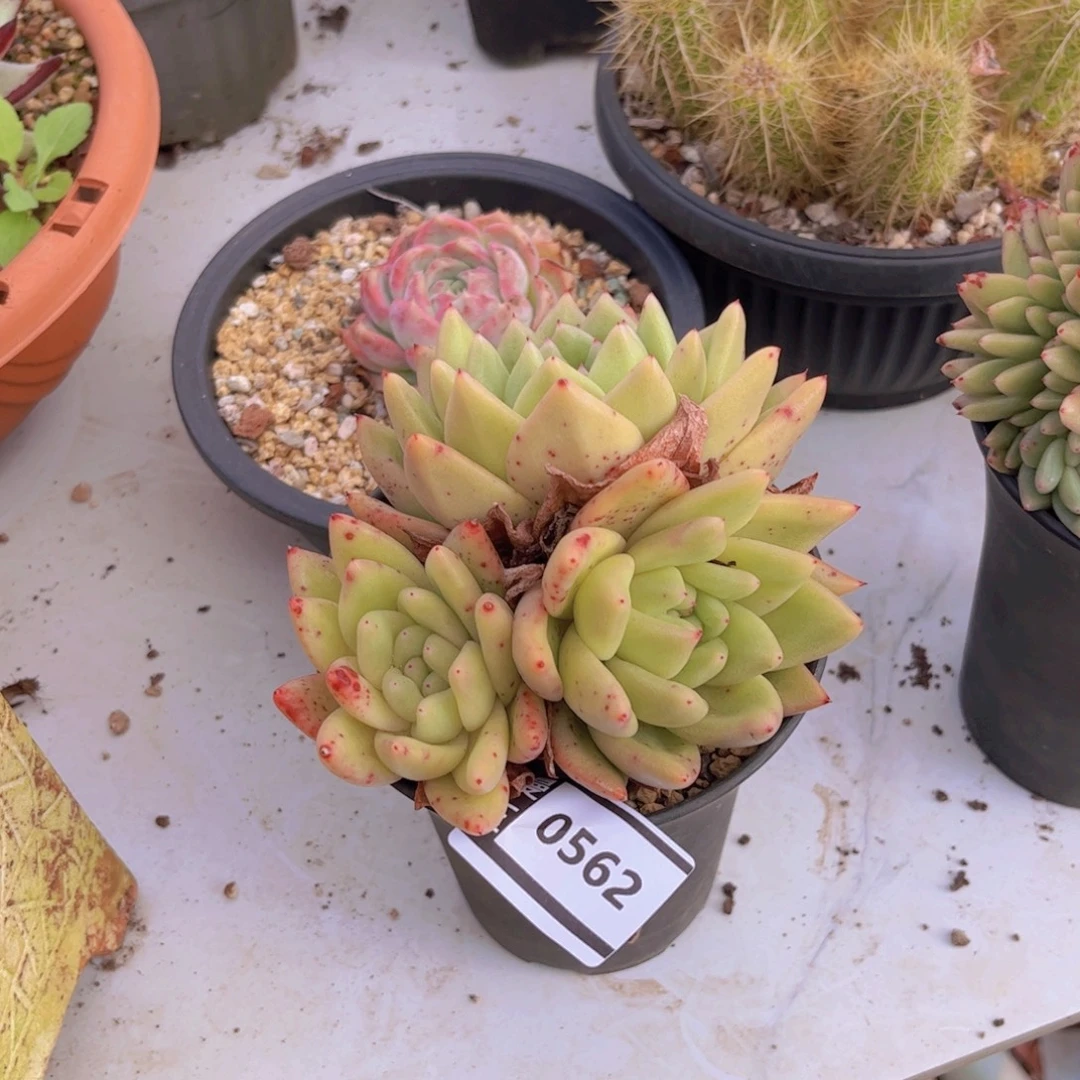 清纯乌木多肉植物0562