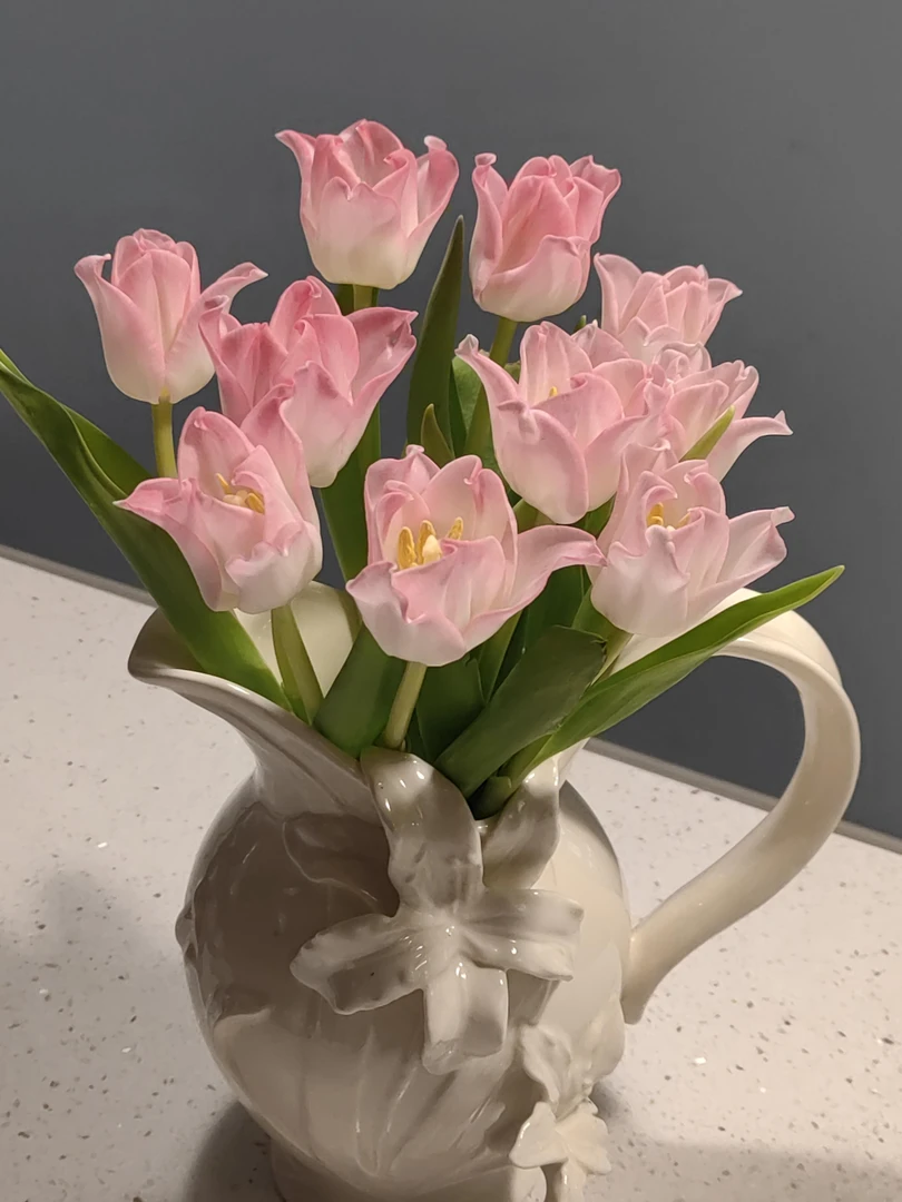 贝儿郁金香白粉色人鱼花型水培鲜花