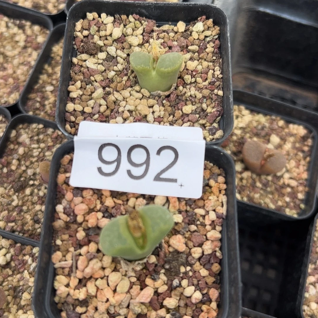 一物一拍           992