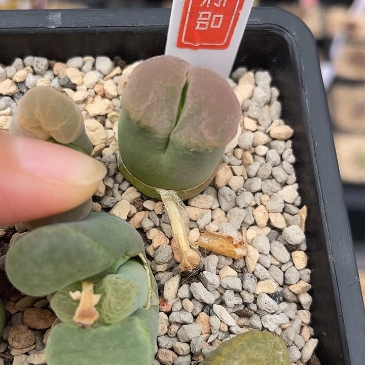 韩国磁铁风铃 5-31-L1