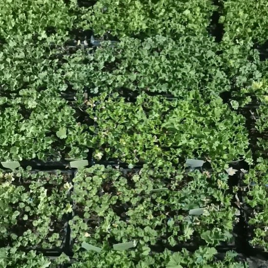 当前无花栽培后可以开花10颗穴盘苗