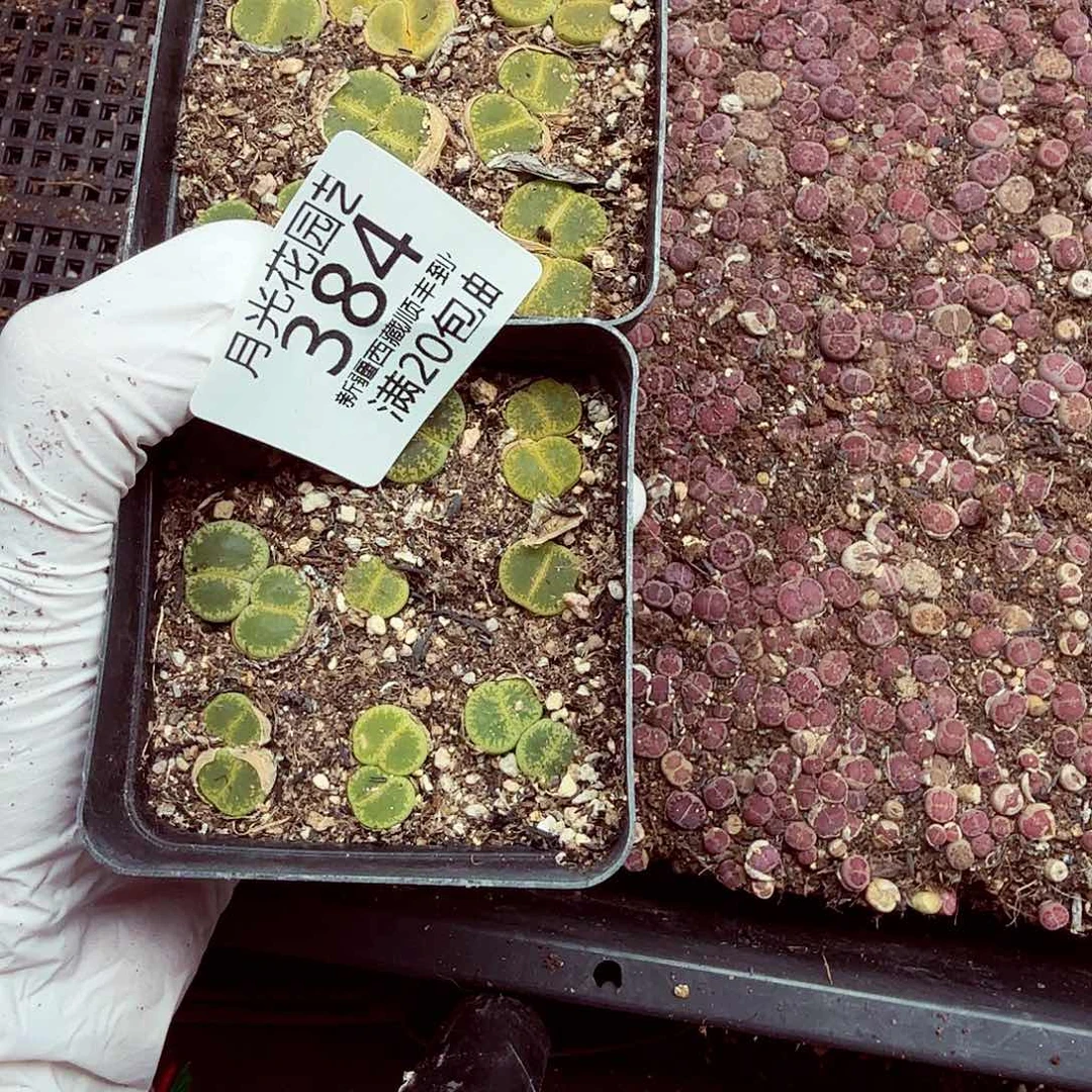 我就觉得这个电影的导演应该在384