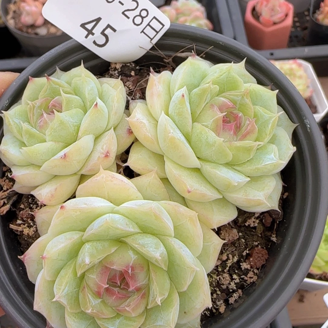 女王群一颗9公分的